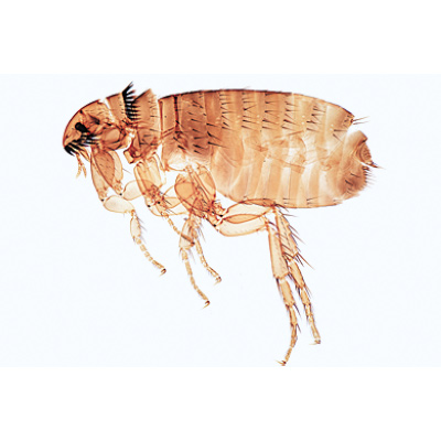 Insekten (Insecta) - Englisch, 1003965 [W13035], Mikropräparate LIEDER