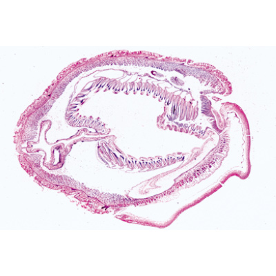 Schädellose Tiere (Cephalochordata) - Englisch, 1003968 [W13038], Mikropräparate LIEDER