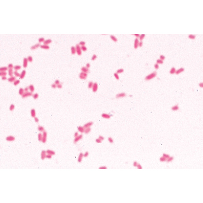 Bakterien - Englisch, 1003969 [W13040], Mikropräparate LIEDER