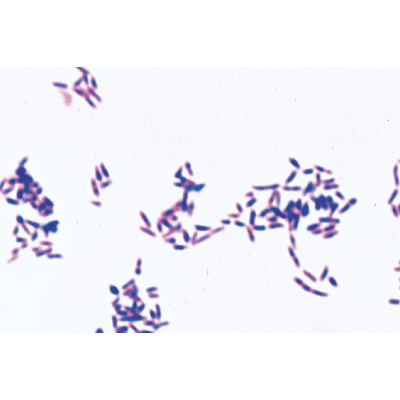 Bakterien - Englisch, 1003969 [W13040], Mikropräparate LIEDER