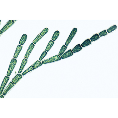 Algen (Algae) - Englisch, 1003970 [W13041], Mikropräparate LIEDER
