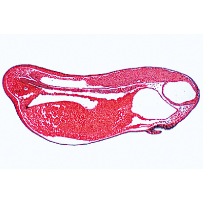 Entwicklung des Froschembryos (Rana) - Englisch, 1003985 [W13056], Mikropräparate LIEDER
