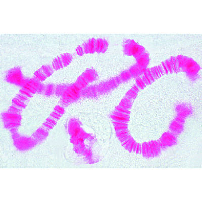 Mitose und Meiose Serie I, 1013466 [W13076], Pflanzliche Zelle