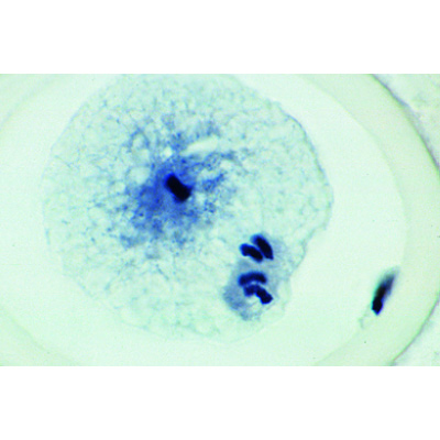 Mitosis and Meiosis Set I - Portuguese, 1013471 [W13079], Pflanzliche Zelle