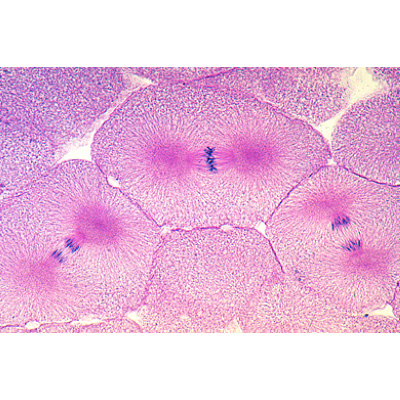 Mitose und Meiose Serie II, 1013472 [W13080], Pflanzliche Zelle