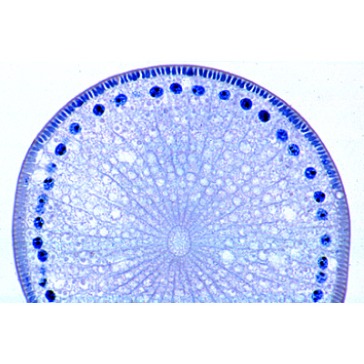 Eireifung und Befruchtung beim Pferdespulwurm (Ascaris megalocephala), 1013478 [W13084], Mikropräparate LIEDER