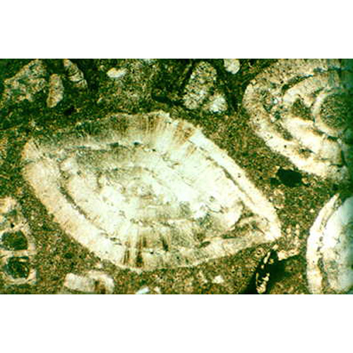 Gesteinsdünnschliffe Sedimentite, 1018500 [W13152], Mikropräparate LIEDER