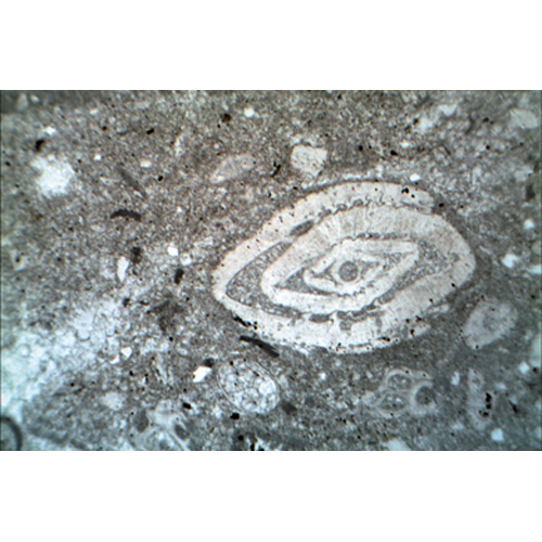 Gesteinsdünnschliffe Sedimentite, 1018500 [W13152], Mikropräparate LIEDER