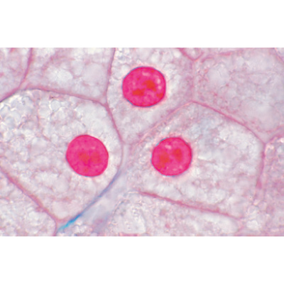 Serie I. Zellen, Gewebe und Organe - Portugiesisch, 1004052 [W13300P], Mikropräparate LIEDER