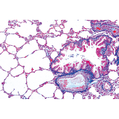Serie I. Zellen, Gewebe und Organe - Portugiesisch, 1004052 [W13300P], Mikropräparate LIEDER