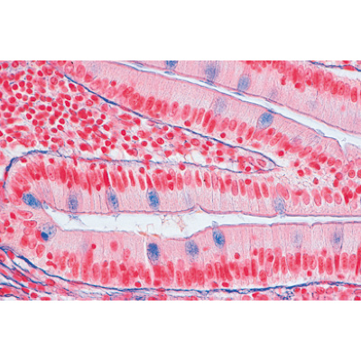 Serie I. Zellen, Gewebe und Organe - Spanisch, 1004053 [W13300S], Mikropräparate LIEDER