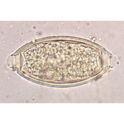 Parasitologie - Deutsch, 1004142 [W13323], Mikropräparate