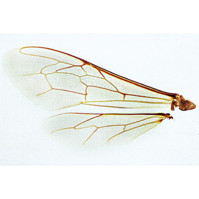 Die Honigbiene (Apis mellifica) - Deutsch, 1004210 [W13340], Wirbellose Tiere (Invertebrata)