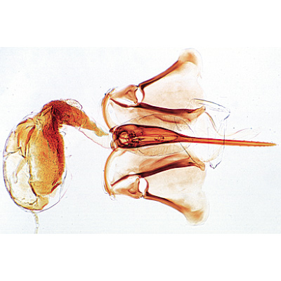 Die Honigbiene (Apis mellifica) - Deutsch, 1004210 [W13340], Mikropräparate LIEDER
