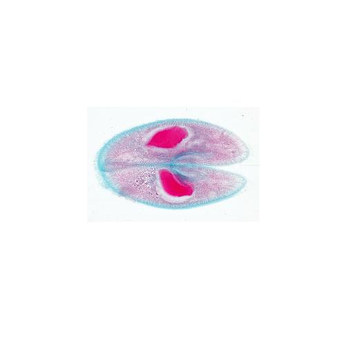 Das Pantoffeltierchen (Paramaecium caudatum) - Englisch, 1004247 [W13422], Englisch