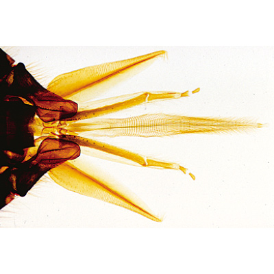 Die Honigbiene (Apis mellifera) - Englisch, 1004265 [W13440], Mikropräparate LIEDER