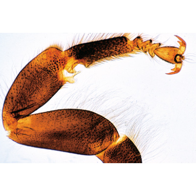 Die Honigbiene (Apis mellifera) - Englisch, 1004265 [W13440], Mikropräparate LIEDER