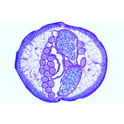 The Ascaris megalocephala Embryology, 1013479 [W13458], Zellteilung