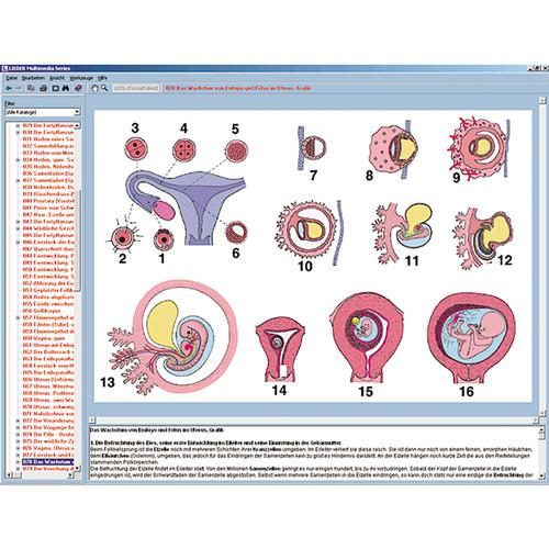 Fortpflanzung und Sexualkunde, Interaktive CD-Rom, 1004279 [W13510], Biologie Software