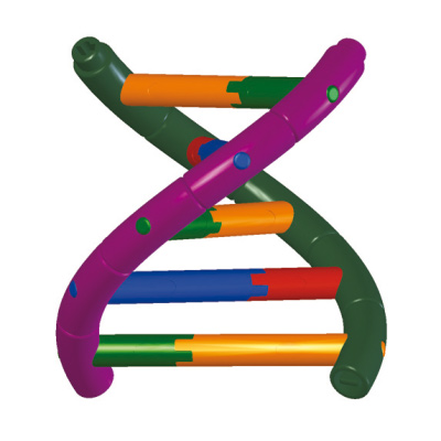 DNA-Doppelhelix-Modell, Schülerbausatz, 1005300 [W19780], Bau und Funktion der DNA