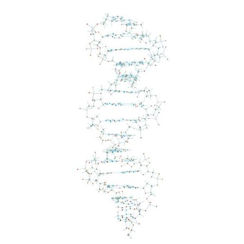 DNA-Demonstrationsmodell, Orbit™-Bausatz, 1005301 [W19800], Bau und Funktion der DNA