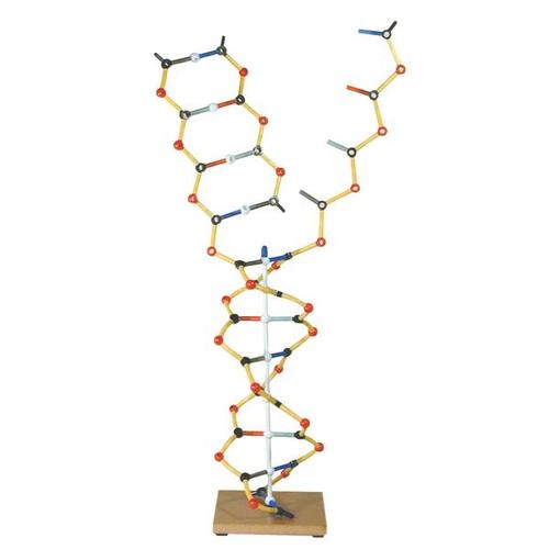 DNA-Replikationsmodell, Orbit™-Bausatz, 1005302 [W19801], DNA-Modelle