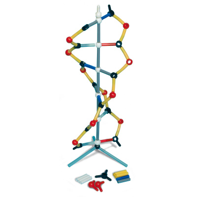Orbit™: Kurzes DNA-Modell, 1005317 [W19820], DNA-Modelle