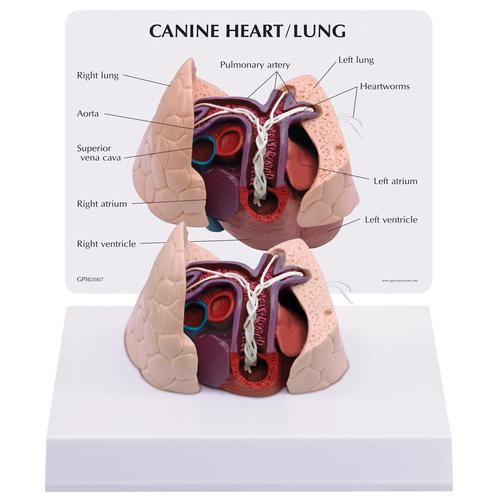 Herz- und Lungenmodell eines Hundes, 1019586 [W33376], Zoologische Krankheitsbilder
