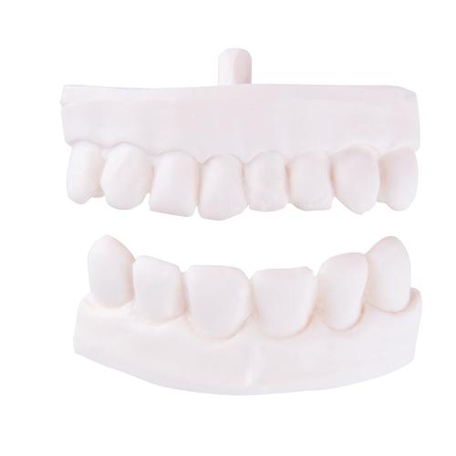Ersatz Zahn-Teilprothese für P10 und P11, 1020705 [XP003], Ersatzteile