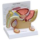 Modell eines männlichen Beckens mit Hoden, 1019565, Genital- und Beckenmodelle