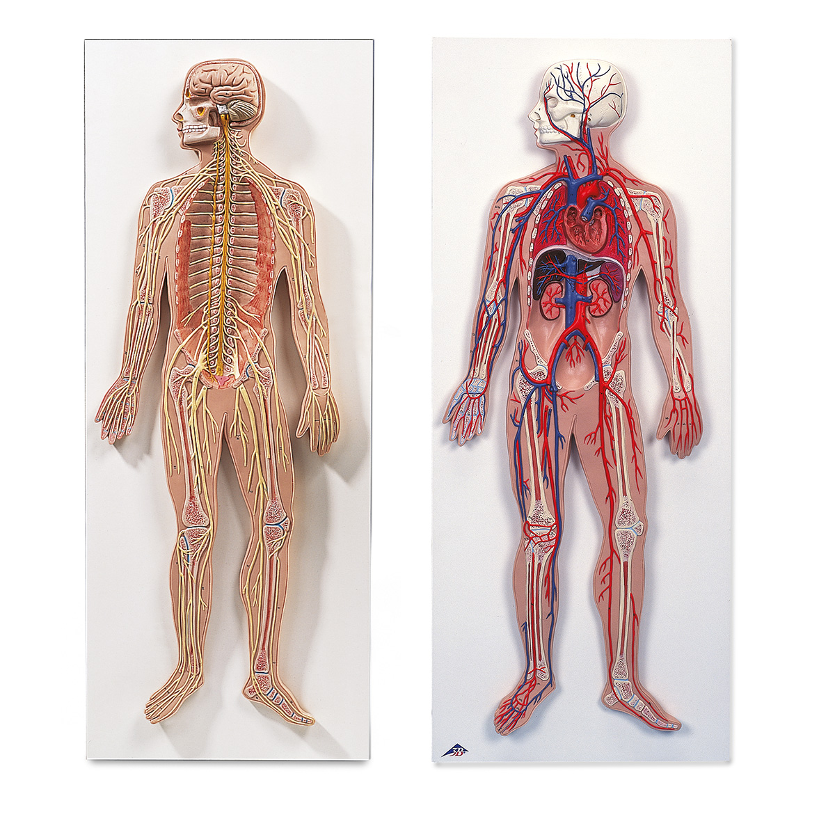 Anatomie Set Nervensystem Blutkreislauf Modell 8001092 3010309 Anatomie Sets 3b Scientific
