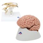 Anatomie Set Gehirnmodelle, 8000842, Gehirnmodelle