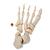 Unmontiertes halbes Skelett Modell, Knochen von Hand & Fuß auf Nylon, lebensgroß - 3B Smart Anatomy, 1020156 [A04/1], Unmontierte Skelette (Small)