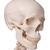 Menschliches Skelett Modell "Stan", lebensgroß, an Metallhängestativ mit Rollen - 3B Smart Anatomy, 1020172 [A10/1], Skelette lebensgroß (Small)