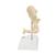 Gehörknöchelchen Modell, 20-fache Vergrößerung von Hammer, Amboss und Steigbügel, BONElike - 3B Smart Anatomy, 1009697 [A100], Einzelne Knochenmodelle (Small)