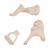 Gehörknöchelchen Modell, 20-fache Vergrößerung von Hammer, Amboss und Steigbügel - 3B Smart Anatomy, 1012786 [A101], Hals, Nase und Ohrenmodelle (Small)
