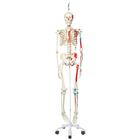 Menschliches Skelett Modell "Max", lebensgroß mit Muskeldarstellung, an Metallhängestativ mit Rollen - 3B Smart Anatomy, 1020174 [A11/1], Skelette lebensgroß
