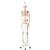 Menschliches Skelett Modell "Max", lebensgroß mit Muskeldarstellung, an Metallhängestativ mit Rollen - 3B Smart Anatomy, 1020174 [A11/1], Skelette lebensgroß (Small)