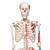 Menschliches Skelett Modell "Max", lebensgroß mit Muskeldarstellung, auf Metallstativ mit Rollen - 3B Smart Anatomy, 1020173 [A11], Skelette lebensgroß (Small)
