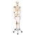 Menschliches Skelett Modell "Leo", lebensgroß mit Gelenkbändern, auf Metallstativ mit Rollen - 3B Smart Anatomy, 1020175 [A12], Skelette lebensgroß (Small)