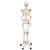 Menschliches Skelett Modell "Leo", lebensgroß mit Gelenkbändern, auf Metallstativ mit Rollen - 3B Smart Anatomy, 1020175 [A12], Skelette lebensgroß (Small)