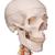 Menschliches Skelett Modell "Sam", lebensgroß mit über 600 Details, Muskeldarstellung, flexibler Wirbelsäule & Gelenkbändern, an Metallhängestativ mit Rollen - 3B Smart Anatomy, 1020177 [A13/1], Skelette lebensgroß (Small)