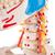 Menschliches Skelett Modell "Sam", lebensgroß mit über 600 Details, Muskeldarstellung, flexibler Wirbelsäule & Gelenkbändern, an Metallhängestativ mit Rollen - 3B Smart Anatomy, 1020177 [A13/1], Skelette lebensgroß (Small)