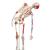 Menschliches Skelett Modell "Sam", lebensgroß mit Muskeldarstellung, flexible Wirbelsäule & Gelenkbändern, auf Metallstativ mit Rollen - 3B Smart Anatomy, 1020176 [A13], Skelette lebensgroß (Small)