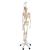 Menschliches Skelett Modell "Phil", lebensgroß mit beweglichen Gelenken und biegsamer Wirbelsäule, an Metallhängestativ mit Rollen - 3B Smart Anatomy, 1020179 [A15/3], Skelette lebensgroß (Small)