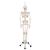 Menschliches Skelett Modell "Phil", lebensgroß mit beweglichen Gelenken und biegsamer Wirbelsäule, an Metallhängestativ mit Rollen - 3B Smart Anatomy, 1020179 [A15/3], Skelette lebensgroß (Small)