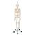 Menschliches Skelett Modell "Feldi", lebensgroß mit flexibel montierten Gelenken, an Metallhängestativ mit Rollen - 3B Smart Anatomy, 1020180 [A15/3S], Skelette lebensgroß (Small)