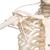 Menschliches Skelett Modell "Feldi", lebensgroß mit flexibel montierten Gelenken, an Metallhängestativ mit Rollen - 3B Smart Anatomy, 1020180 [A15/3S], Skelette lebensgroß (Small)