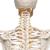 Menschliches Skelett Modell "Fred", lebensgroß mit flexibler einstellbarer Wirbelsäule mit Nerven, Arterien & Bandscheibenvorfall, auf Metallstativ mit Rollen - 3B Smart Anatomy, 1020178 [A15], Skelette lebensgroß (Small)