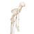 Menschliches Skelett Modell "Fred", lebensgroß mit flexibler einstellbarer Wirbelsäule mit Nerven, Arterien & Bandscheibenvorfall, auf Metallstativ mit Rollen - 3B Smart Anatomy, 1020178 [A15], Skelette lebensgroß (Small)